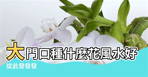 門前種蓮花|【門前種什麼花最好】門前種啥花最旺你？這5種花招財又避邪，。